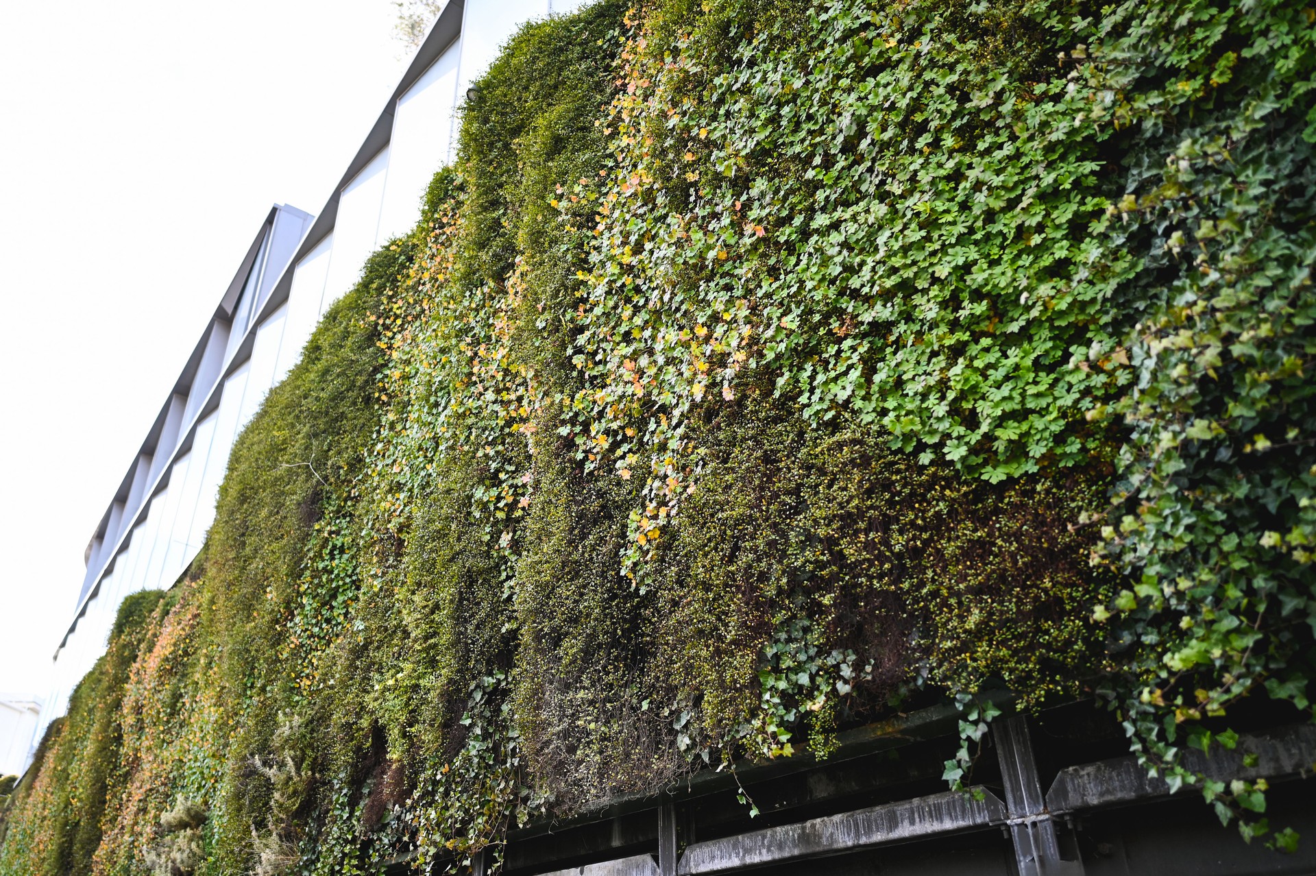 Natur Vertikaler Garten